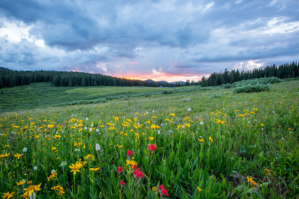 Wildflowers in Red Cliff, CO